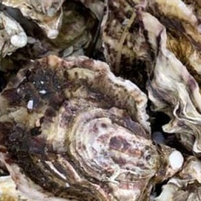 huitre-rose-speciale-tarbouriech